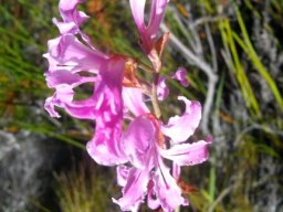 Tritoniopsis lata var. lata inflorescence