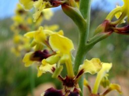 Tritoniopsis parviflora colours and shapes