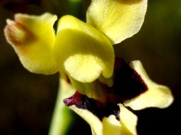 Tritoniopsis parviflora nearly there