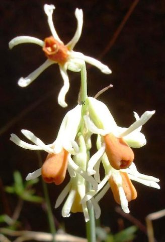 Tulbaghia leucantha