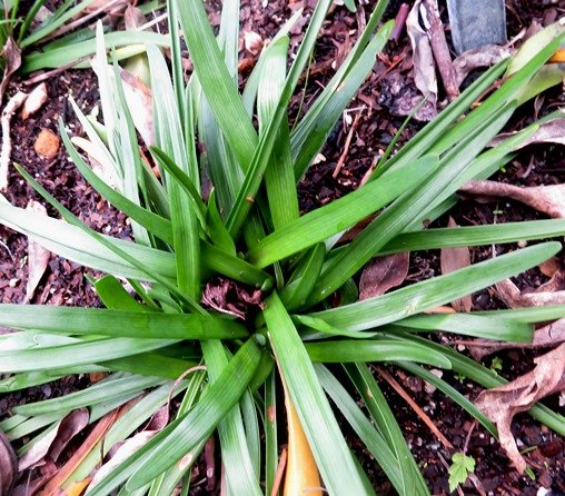 Tulbaghia maritima