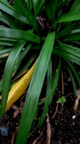 Tulbaghia maritima leaves
