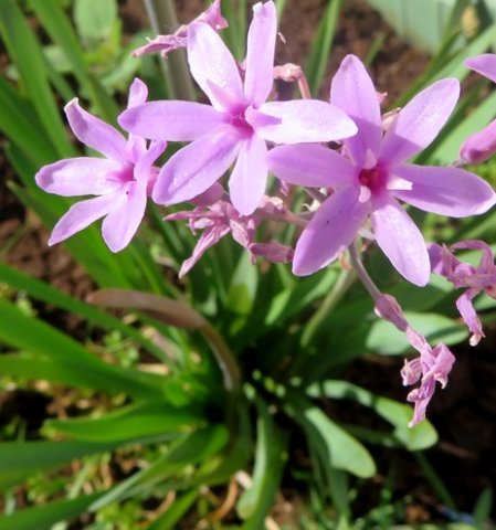Tulbaghia