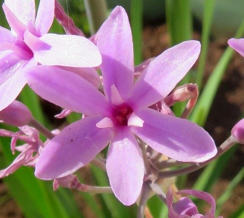 Tulbaghia violacea flower