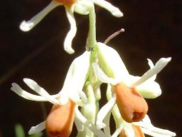 Tulbaghia leucantha