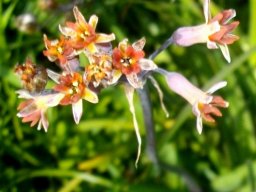 Tulbaghia capensis flowers