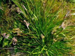 Tulbaghia capensis