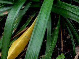 Tulbaghia maritima leaves