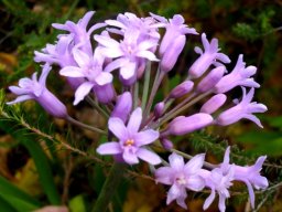 Tulbaghia simmleri flower umbel