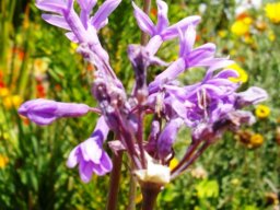 Tulbaghia violacea flowers