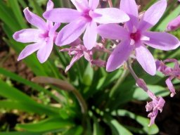 Tulbaghia