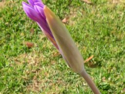Tulbaghia violacea inflorescence bud