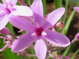 Tulbaghia violacea flower