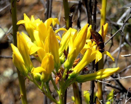 Tylecodon cacalioides, the sulphur butterbush