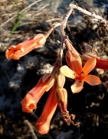Tylecodon grandiflorus inflorescence