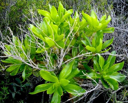 Tylecodon paniculatus leaves