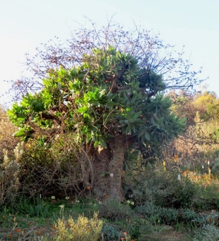 Tylecodon paniculatus, a big one