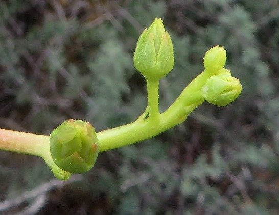 Tylecodon paniculatus buds