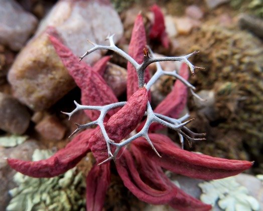 Tylecodon reticulatus subsp. reticulatus distress