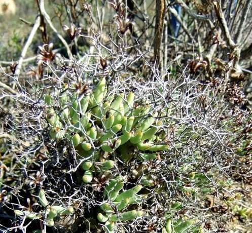 Tylecodon reticulatus subsp. reticulatus dry inflorescence remains