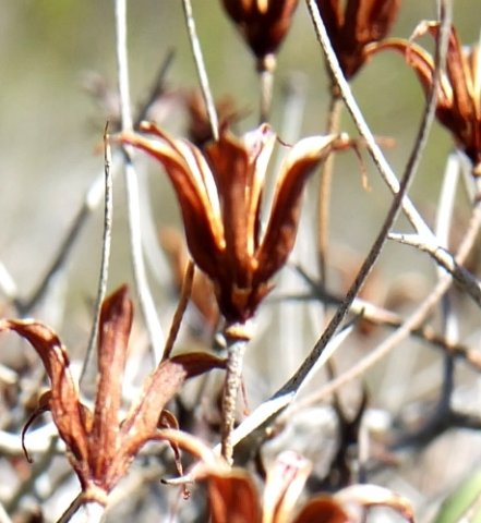 Tylecodon reticulatus subsp. reticulatus shapes copied by potters