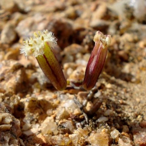 Tylecodon similis