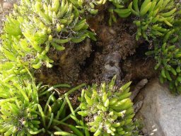 Tylecodon reticulatus subsp. reticulatus narrowly oval leaves