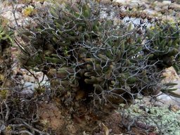 Tylecodon reticulatus subsp. reticulatus mature plant