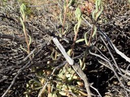 Tylecodon ventricosus stems ignoring obstacles
