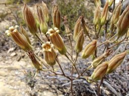 Tylecodon ventricosus flowers