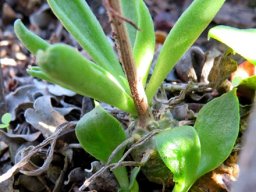 Tylecodon ventricosus small stems