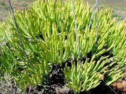 Tylecodon wallichii subsp. wallichii leaves
