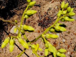 Tylecodon wallichii subsp. wallichii flowers