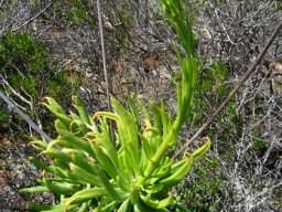 Tylecodon wallichii subsp. wallichii young stem in October