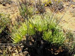 Tylecodon wallichii subsp. wallichii