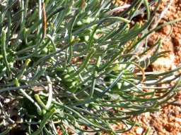 Tylecodon wallichii subsp. ecklonianus