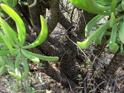 Tylecodon wallichii subsp. wallichii branched without pegs