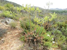 Tylecodon wallichii subsp. wallichii making most of summer