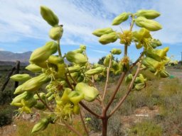Tylecodon wallichii subsp. wallichii flowers