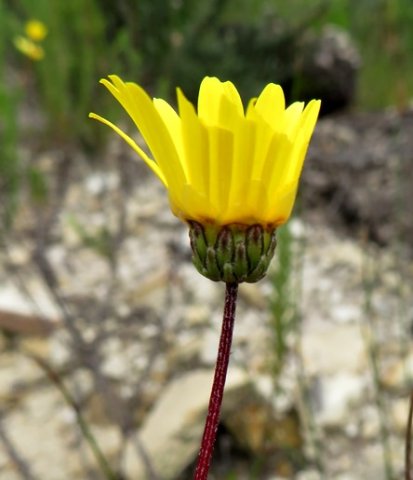 Ursinia anethoides outside of the head