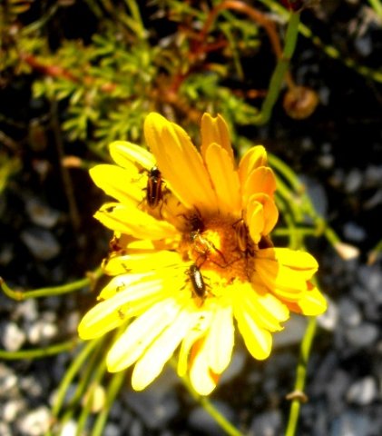 Ursinia dentata busy flower