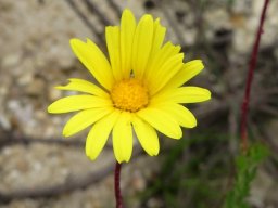Ursinia anethoides flowerhead