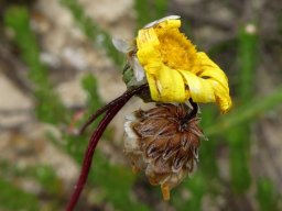 Ursinia anethoides old flowerheads