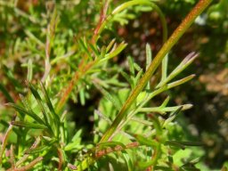 Ursinia anthemoides leaves