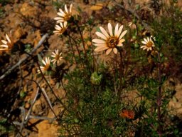 Ursinia anthemoides