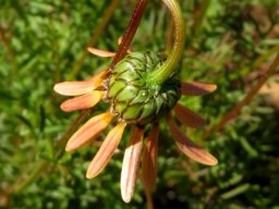 Ursinia anthemoides involucre