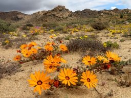 Ursinia calenduliflora