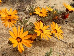 Ursinia calenduliflora flowerheads and leaves