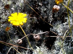 Ursinia sericea
