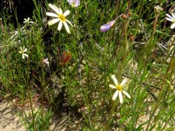 Ursinia speciosa
